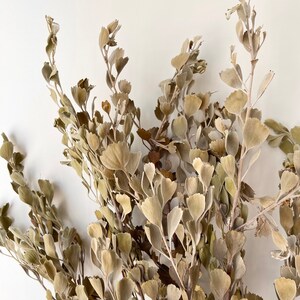 Preserved Dried Bunch of Native Australian Templetonia Dark Olive Colour Natural Arrangement DIY Flowers Wedding Bouquet Home Decor image 5