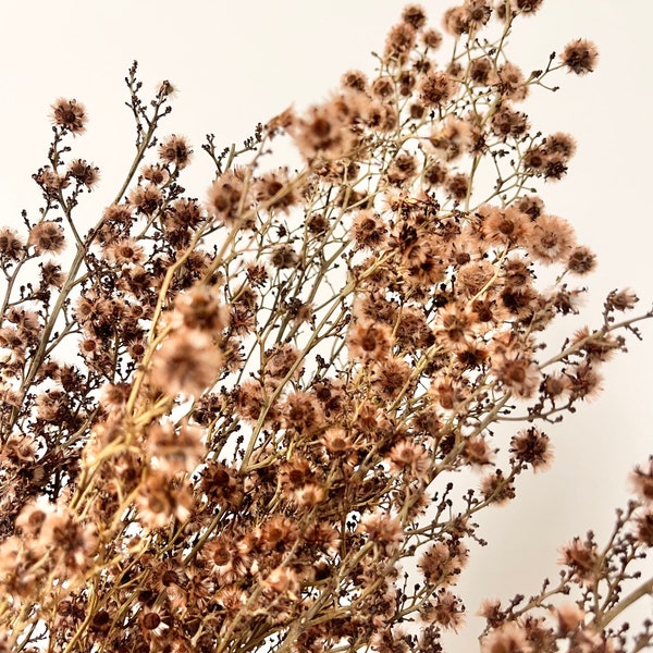 Bunch of Preserved Dried Native Stringlia |Australian Floral Design - Blush Peach | Natural Arrangement | DIY Flower Wedding Bouquet | Boho