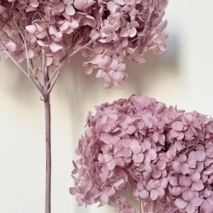 Könnte beinhalten: Zwei Büschel getrockneter Hortensien in blassrosa. Die Blüten sind in einer Traube angeordnet und haben ein zartes, luftiges Aussehen.