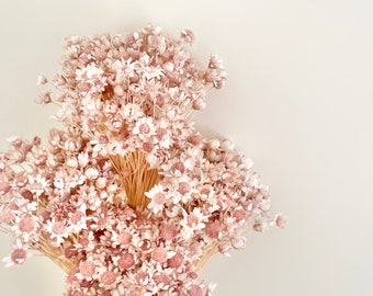 Geconserveerde gedroogde bos Stardust Baby Daisy Grass | Stoffig roze | Natuurlijke regeling | DIY gedroogde bloemen bruidsboeket | Huisdecoratie