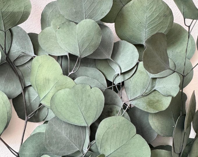 Preserved Dried Native Eucalyptus Forest Green POLY GUM Leave Branch ...