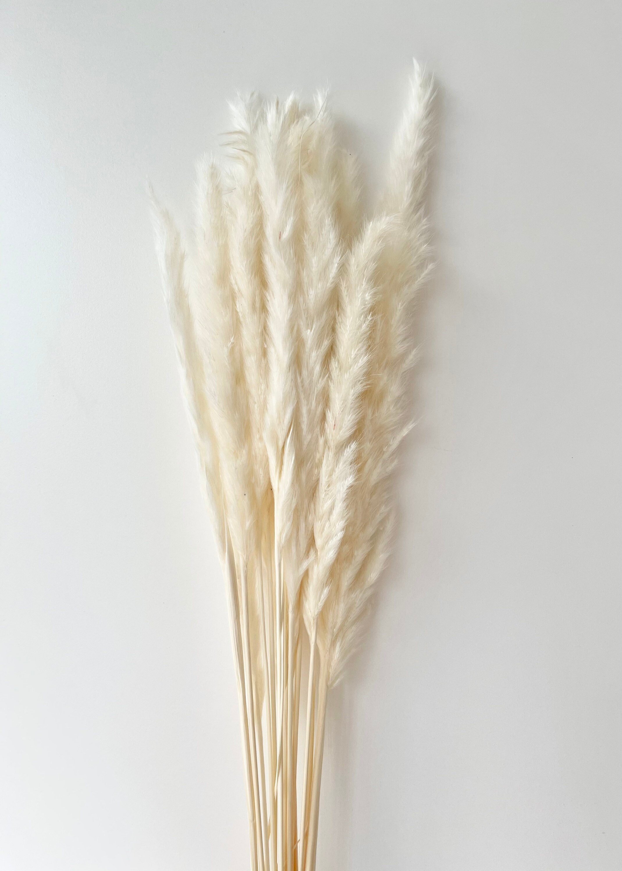 Preserved White Small Pampas Grass Stems Dried Flower Floral Etsy