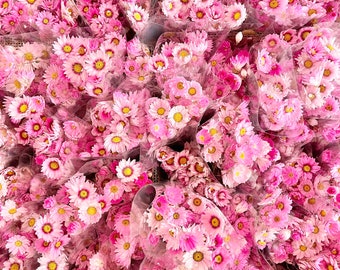 Preserved Dried Bunch of Pink Small Rhodanthe Daisies Grass | Natural Arrangement | DIY Dried Flowers Wedding Bouquet | Home Decor
