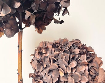 Dried Preserved Hydrangeas - X-Large Head - Ruffled Big Petals | Dried Flower Floral Design - Chocolate FUDGE