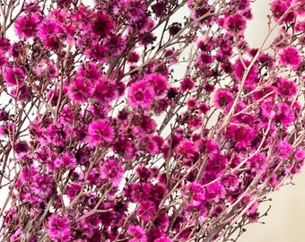 Montón de Stringlia nativa seca conservada /Diseño floral australiano - Rosa fucsia / Arreglo natural / Ramo de boda de flores DIY / Boho