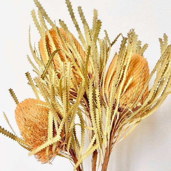 Dried Preserved Australian Banksia Hookerina Plant Head | Dried Flower Floral Design | Boho Arrangement | Wedding Bouquet - Honey APRICOT