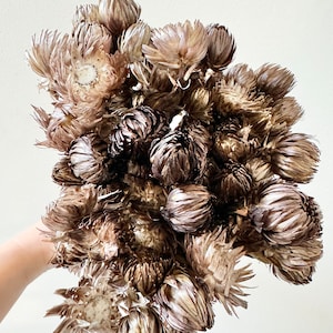 Stelo essiccato conservato di margherite di carta giapponese ESPRESSO scuro / Disposizione naturale / Bouquet di fiori secchi fai da te per la casa