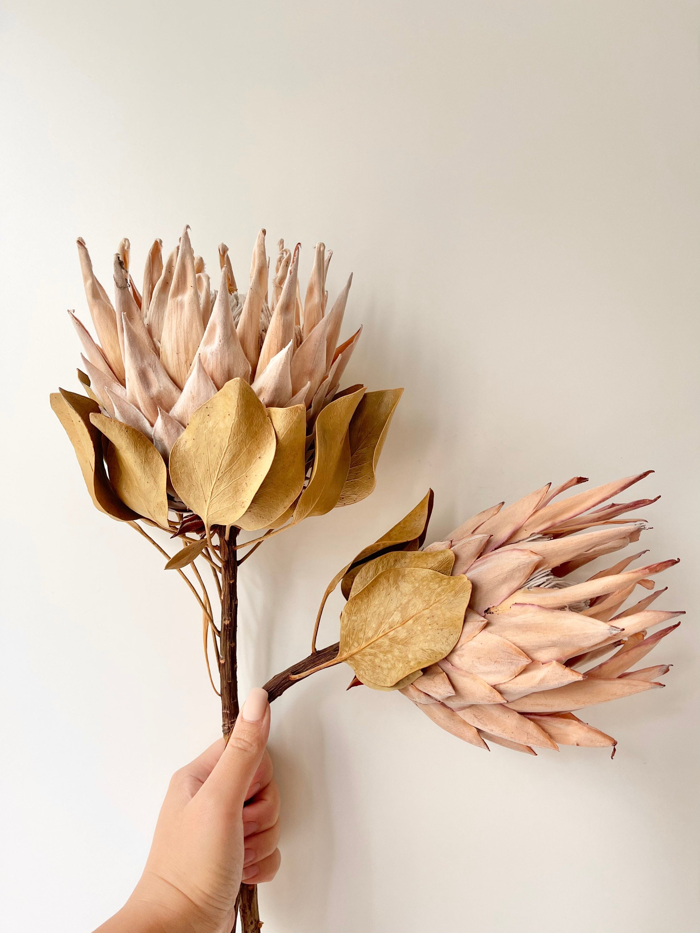 Preserved-Dried Protea Flower Bouquet Dried Florals by BLOOMINGFUL FLOWERS