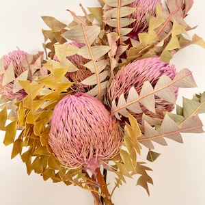 Dried Preserved Natural Australian Banksia - Baxteri Plant Head - CANDY FLOSS | Flower Floral Design Arrangement | DIY Wedding Bouquet