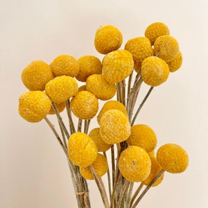 Preserved Cute Native Buttercup Yellow Billy Buttons - bunch of 10 | Dried Flower Floral Design | Natural Arrangement | DIY Dried Flowers