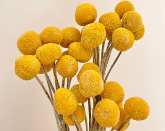 Konservierte Native Buttercup Gelbe Billy Buttons - 10er Pack | Getrocknete Blume Blumenmuster | Natürliche Anordnung | DIY Trockenblumen