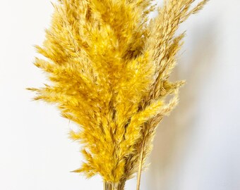 Könnte beinhalten: Ein Bund getrockneter Pampasgräser in gelber Farbe. Die Stiele sind natürlich und die Blütenstände sind flauschig.