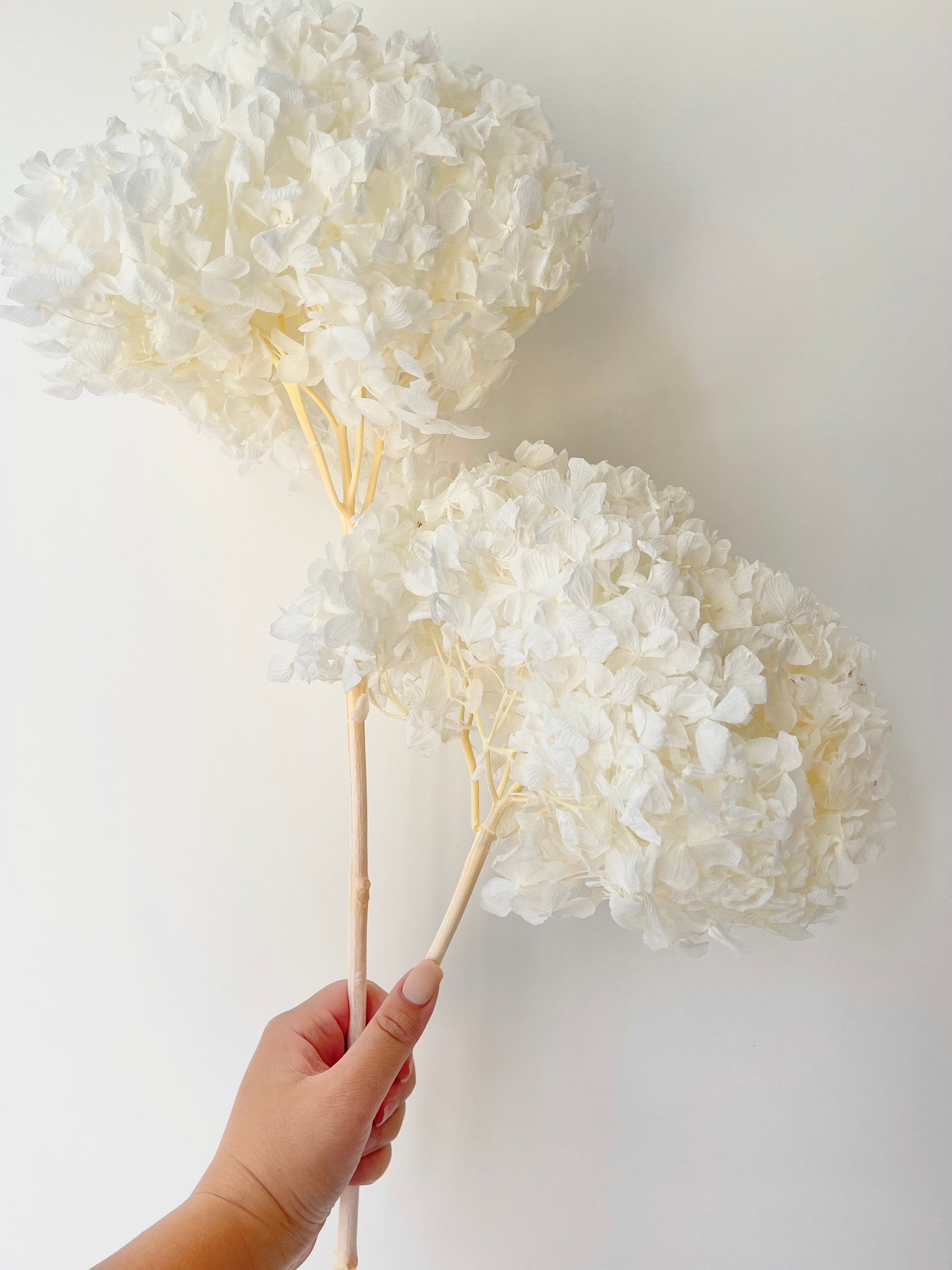 Pure White Ruffle Medium Head Preserved Hydrangeas Dried Etsy
