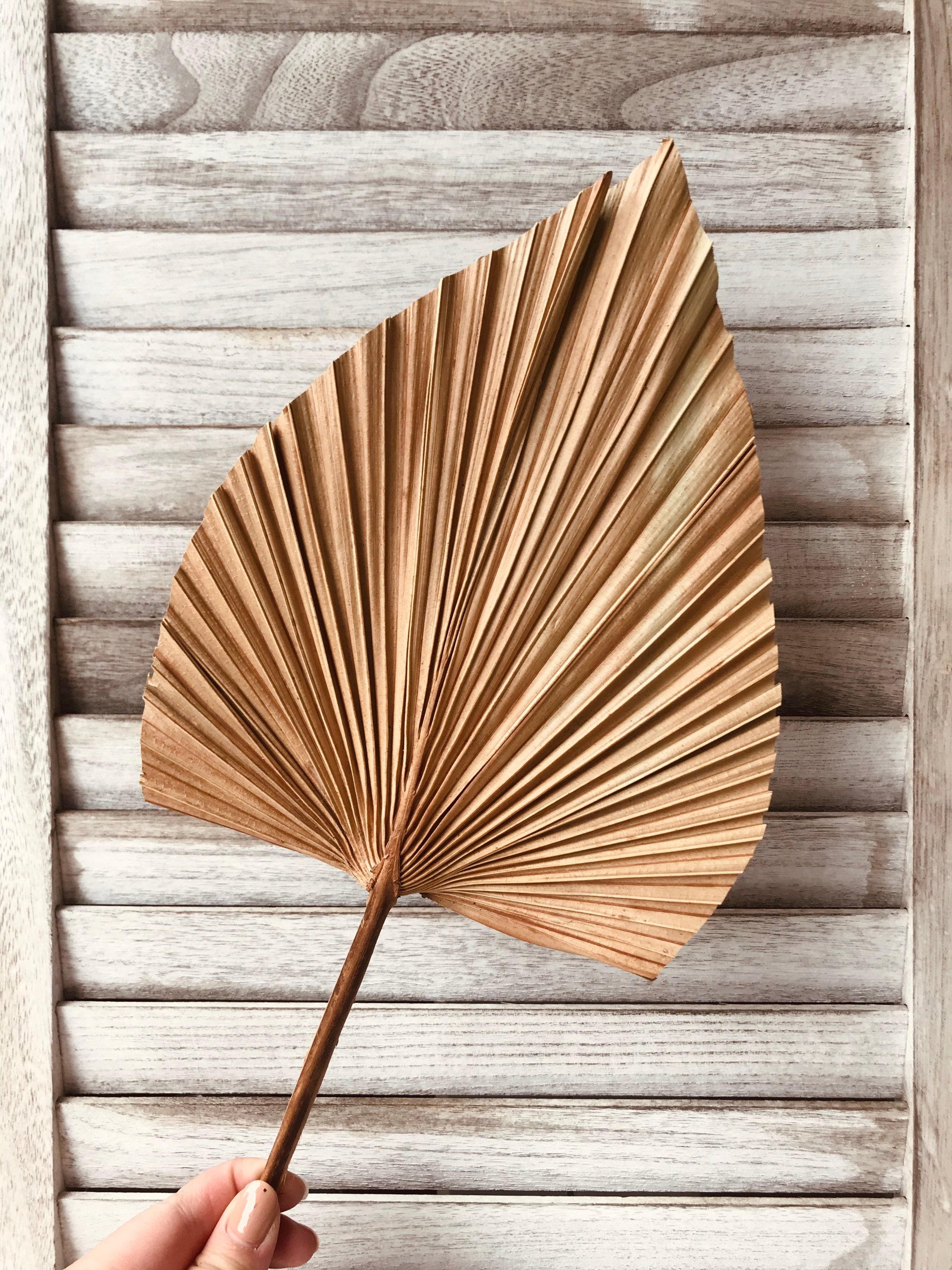 Dried Preserved MEDIUM Natural Palm Spear Fan | Dried Flower Floral Design | Boho Arrangement | DIY Dried Flowers Wedding Bouquet