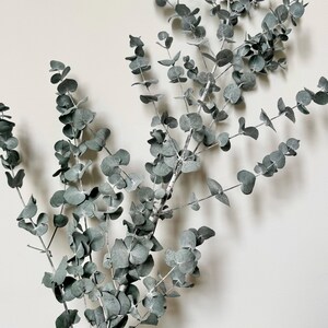 Preserved Dried Native XL Large Eucalyptus Ice BLUE GUM Leave Branch ...