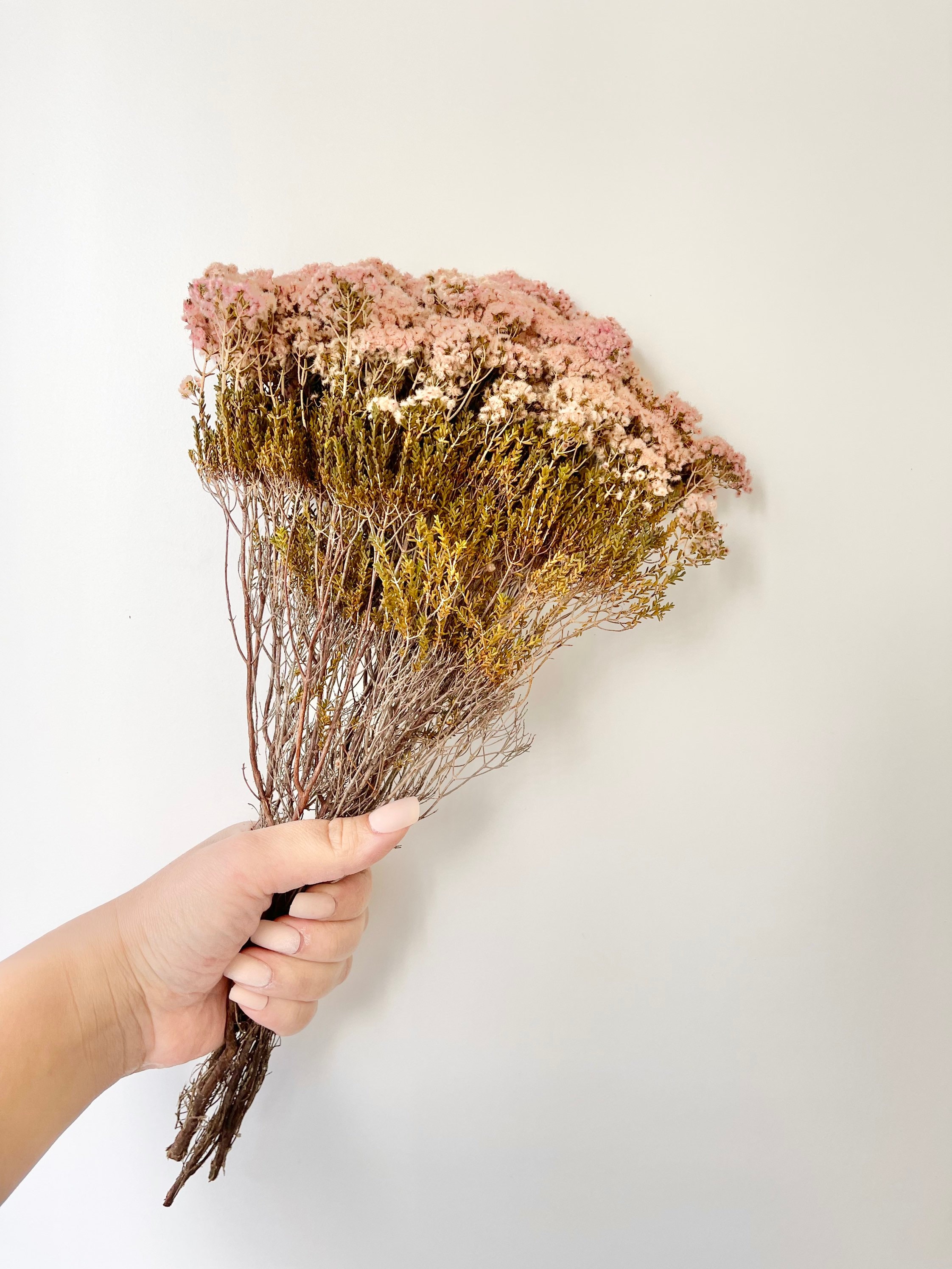 Preserved Dried Native Verticordia Myrtle Feather Fur Flowers Etsy