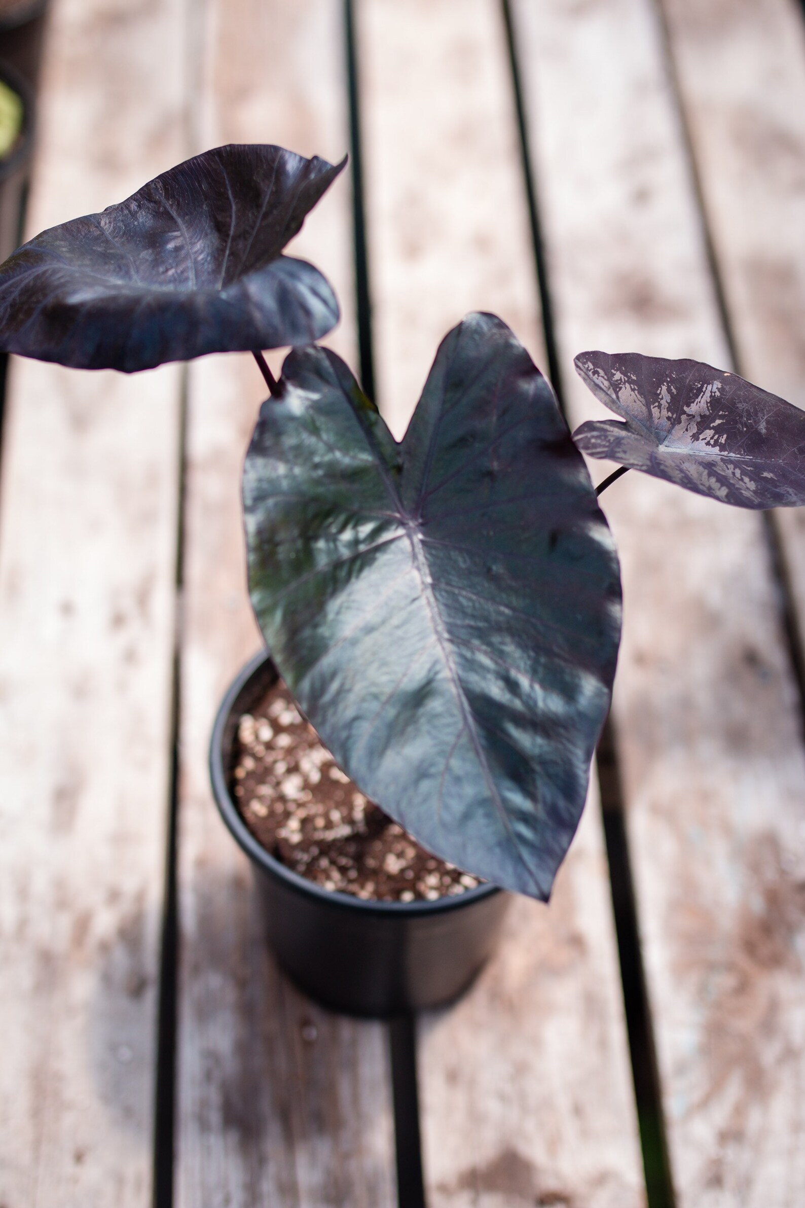 Colocasia Electric Blue Gecko / Elephant Ear Plant / Tropical Etsy