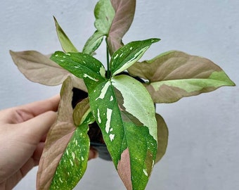 Red Spot Tricolor Syngonium - Live Baby Plant 5 plants for only 40.-