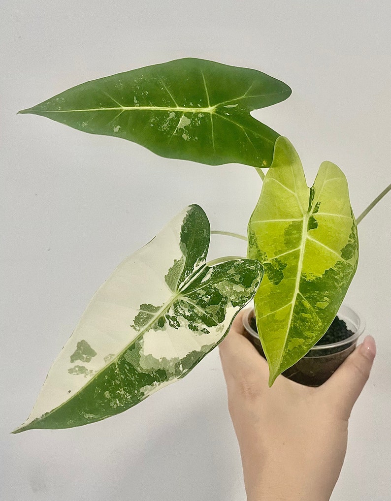 Alocasia Frydek Variegated / Live Baby Plant image 1