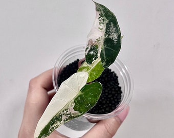 Alocasia bambino  Variegated / Live Baby Plant