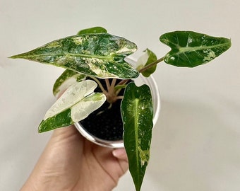 Alocasia bambino  Variegated/ Live Baby Plant