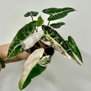 Alocasia bambino pink high  Variegated / Live Baby Plant