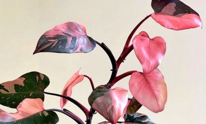 Philodendron Pink Princes Variegated Rare Plants With Phyto Certificate ...