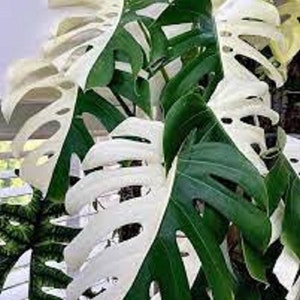 Monstera Half Moon Plants, Monstera Deliciosa Albo Half Moon, Rare Highly variegated 2 Plants with Free Phyto Certificate