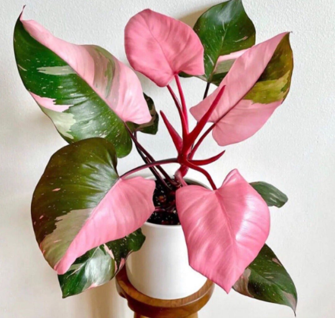 Philodendron Pink Princes Plantes Rares Panach es Avec Certificat philodendron-pink-princes-plantes-rares-panach-es-avec-certificat