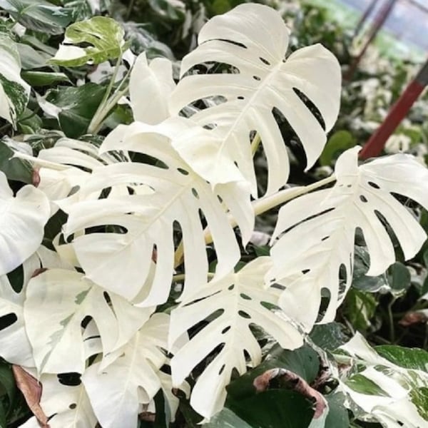Rare Monstera Albo variegated, Variegated Monstera Borsigiana Albo, monstera albo rooted rare plants, 2 Live Plants for your Home Garden