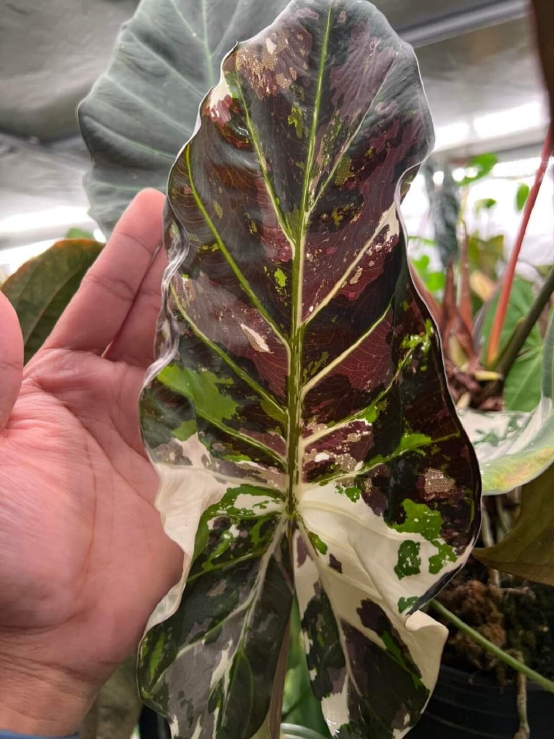 Alocasia Regal Shield Variegated Rare Plant 1 Plant With Phyto Certificate Etsy