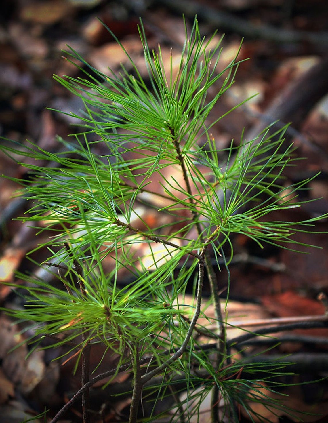 White Pine Seedlings QTY 23FT Etsy