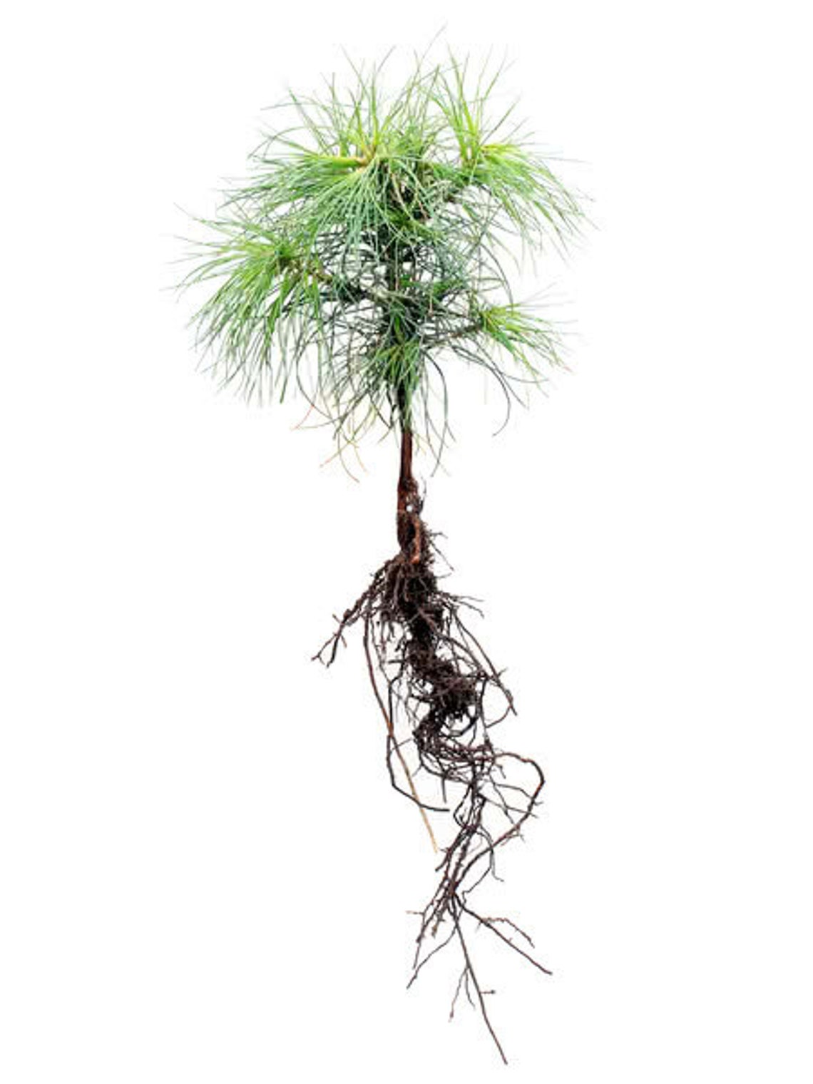 White Pine Seedlings QTY 6 / 812IN Etsy