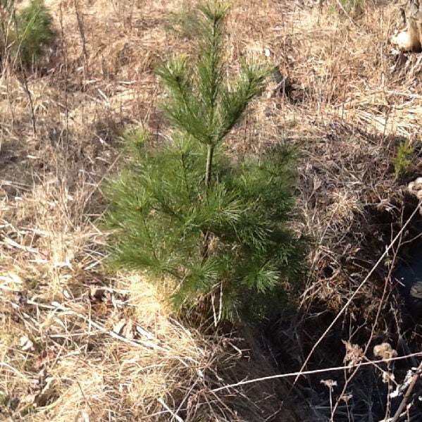White Pine Seedlings QTY 23FT Etsy