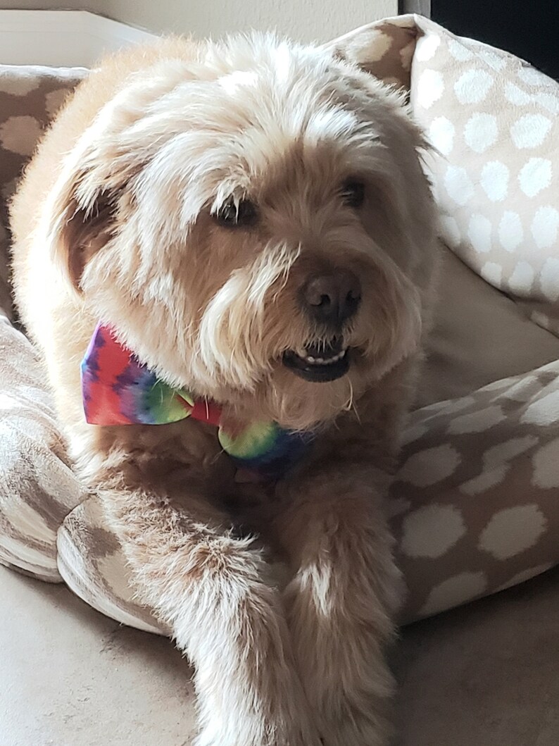 Yoda Dog Bows Collar Bows Dog Accessories Pet Bows Animal Collar Bows Medium and Large Dog Bow Tie Pet Birthday Pet Gift