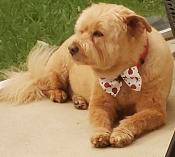 Large dog bows cheap