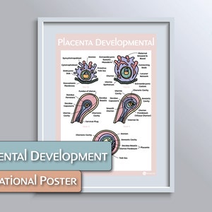 Placental Development Educational Poster