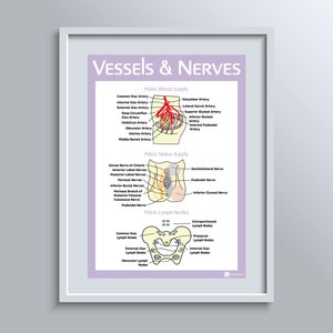 The Female Reproductive Anatomy Educational Poster Bundle image 8