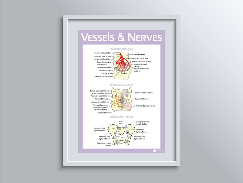 The Female Reproductive Anatomy Educational Poster Bundle image 8