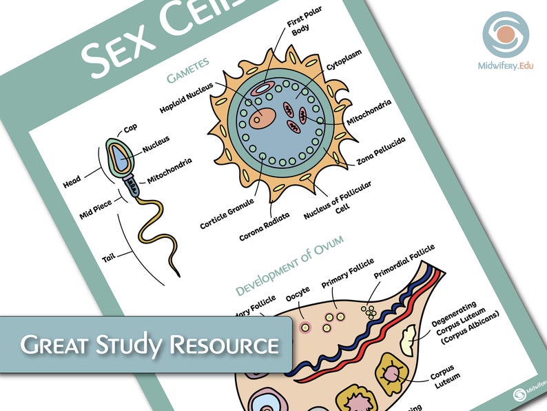 Sex Cells Educational Poster Etsy