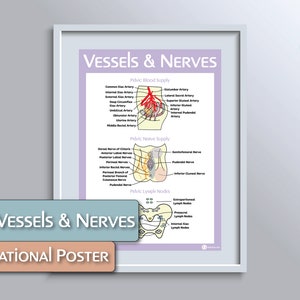 Vessels and Nerves Educational Poster
