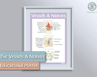 Vessels and Nerves Educational Poster