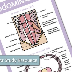The Female Reproductive Anatomy Educational Poster Bundle image 4
