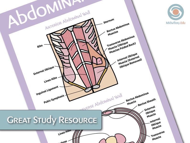 The Female Reproductive Anatomy Educational Poster Bundle image 4