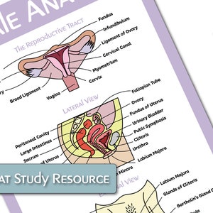 The Female Reproductive Anatomy Educational Poster Bundle image 5