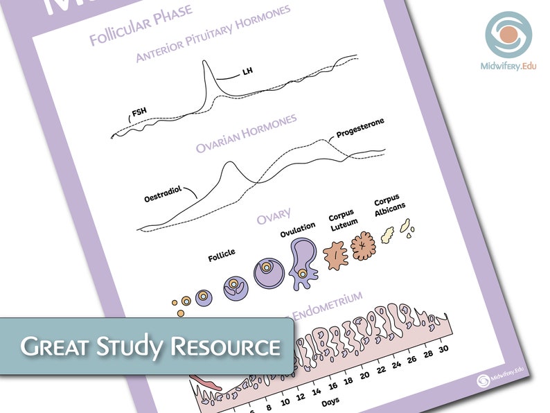 The Female Reproductive Anatomy Educational Poster Bundle image 7