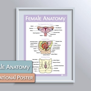 Weibliches Fortpflanzungssystem Lernposter