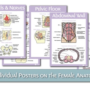 The Female Reproductive Anatomy Educational Poster Bundle image 2