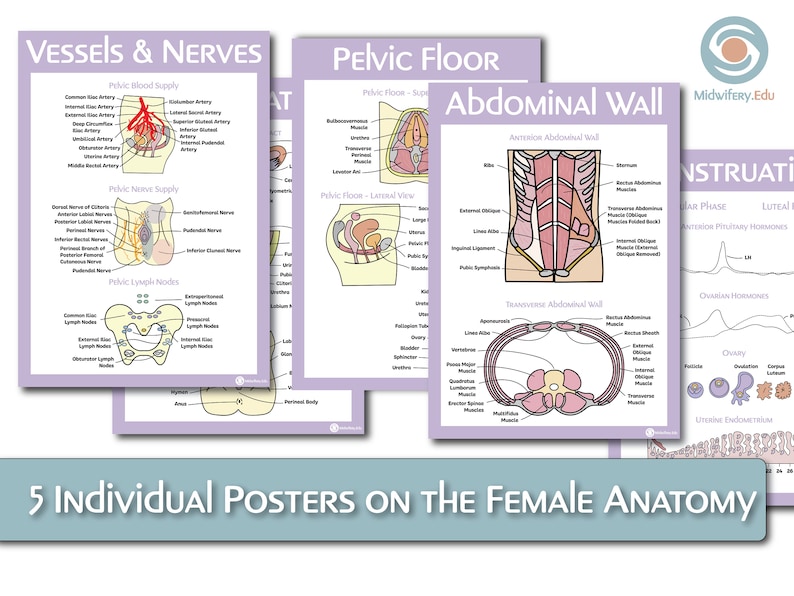 The Female Reproductive Anatomy Educational Poster Bundle image 2