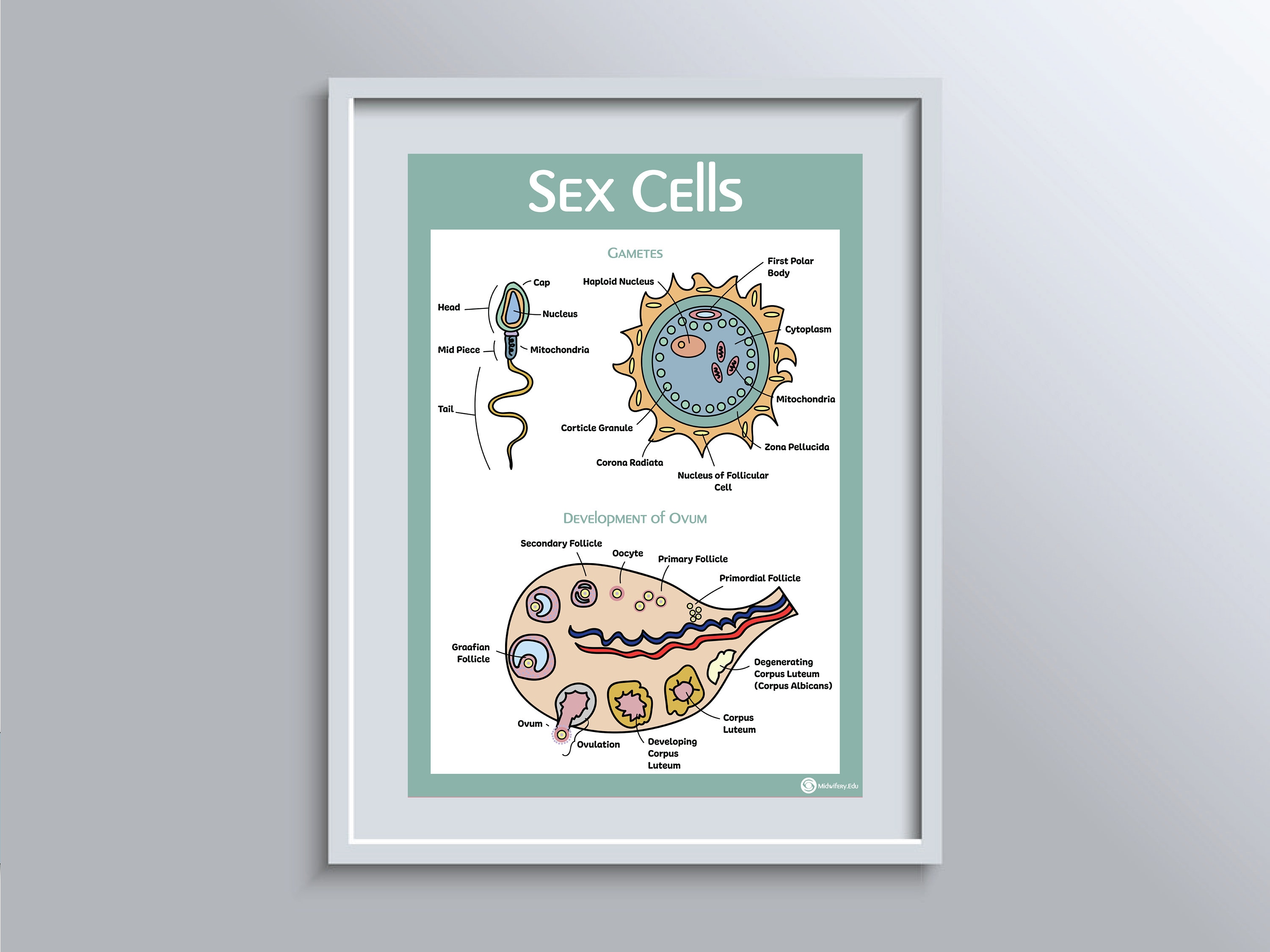 Sex Cells Educational Poster Etsy sex-cells-educational-poster-etsy